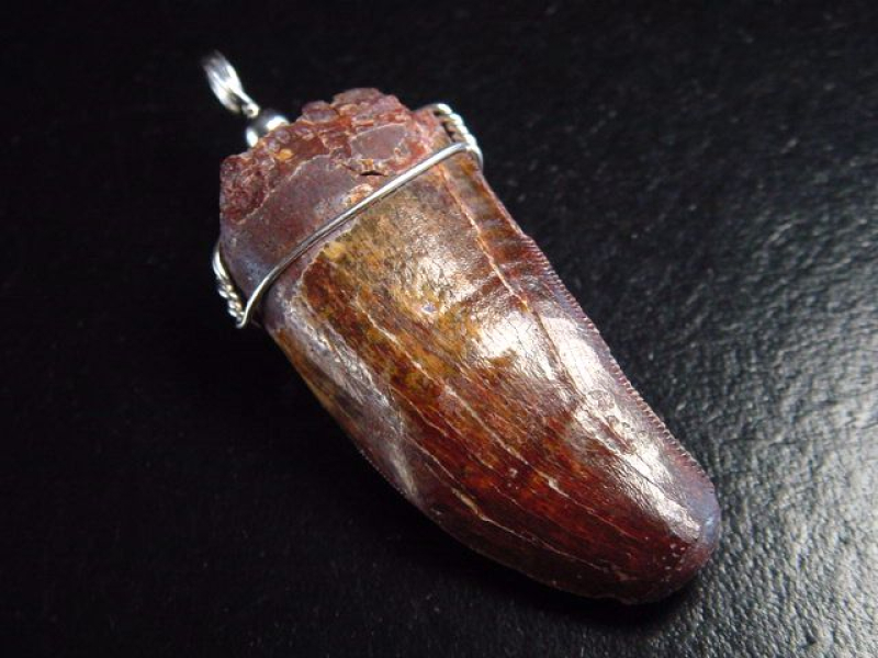 Carcharodontosaurus Zahn Anhänger 925 Silber - 5,7 cm - Carcharodontosaurier Dinosaurier