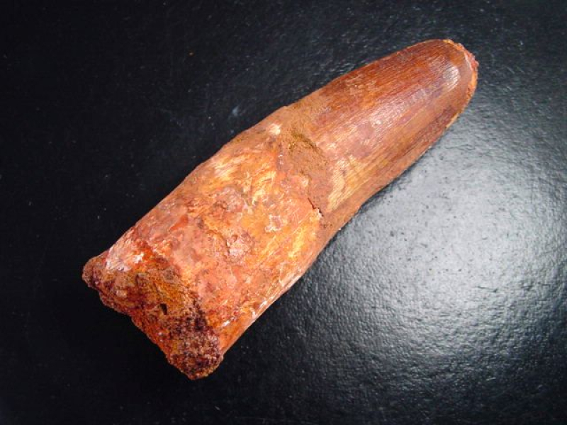 Spinosaurus Zahn - 8,1 cm - Spinosaurier Dinosaurier