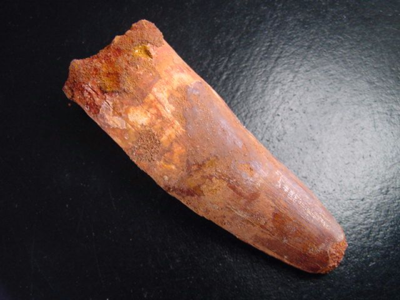 Spinosaurus Zahn - 8,1 cm - Spinosaurier Dinosaurier