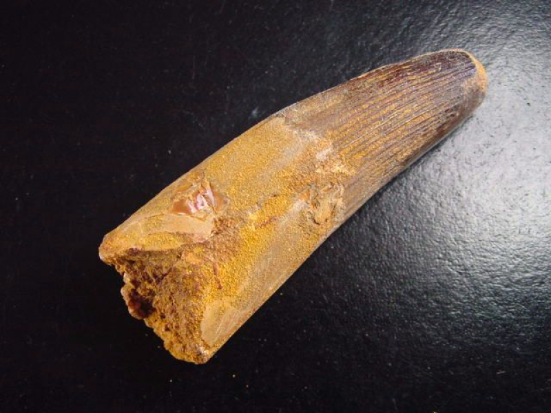 Spinosaurus Zahn - 8,2 cm - Spinosaurier Dinosaurier