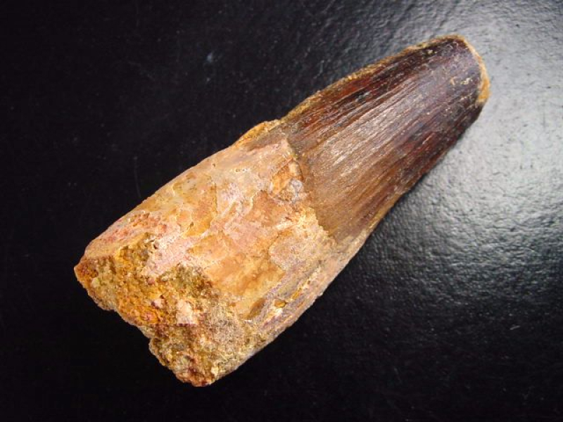 Spinosaurus Zahn - 7,6 cm - Spinosaurier Dinosaurier