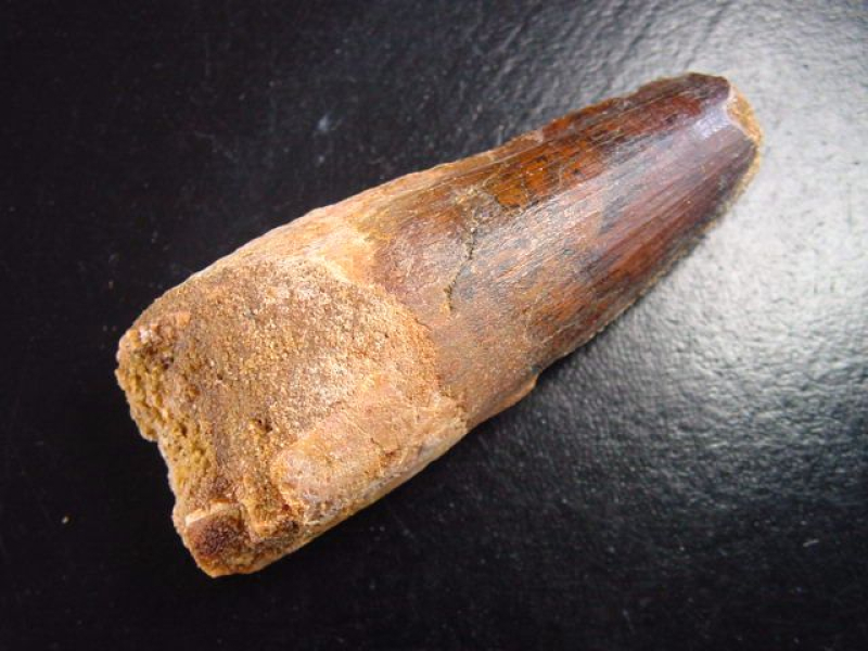 Spinosaurus Zahn - 7,6 cm - Spinosaurier Dinosaurier