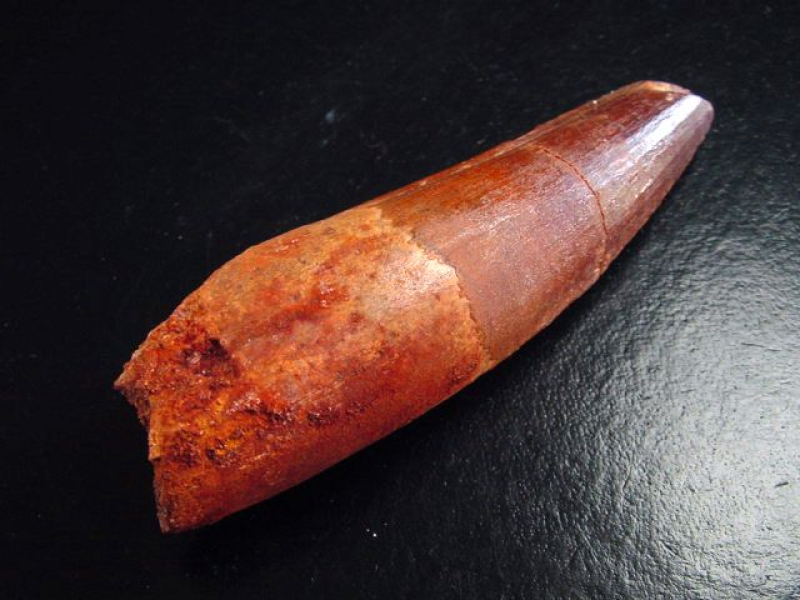 Spinosaurus Zahn - 8,3 cm - Spinosaurier Dinosaurier