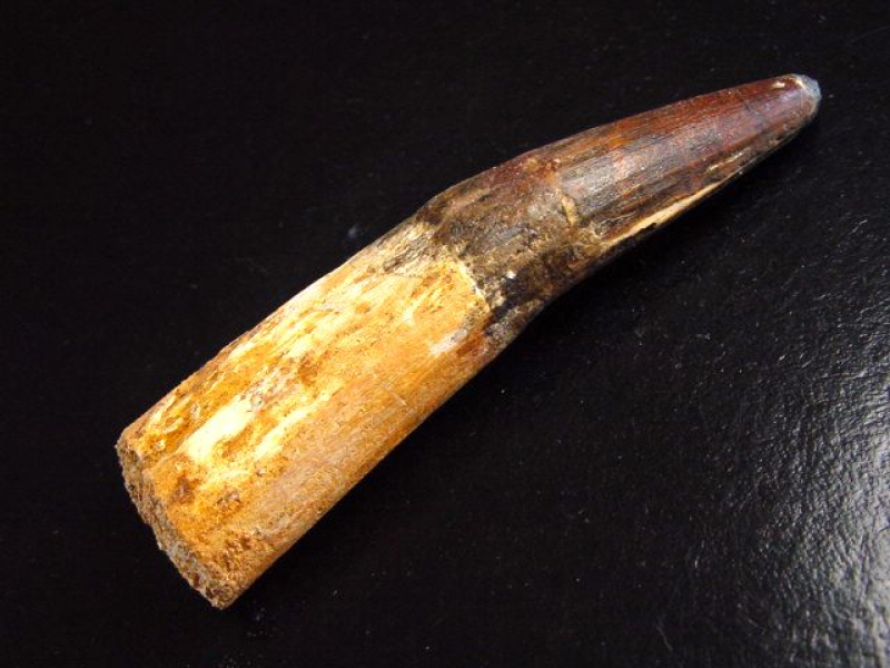 Spinosaurus Zahn - 8,4 cm - Spinosaurier Dinosaurier
