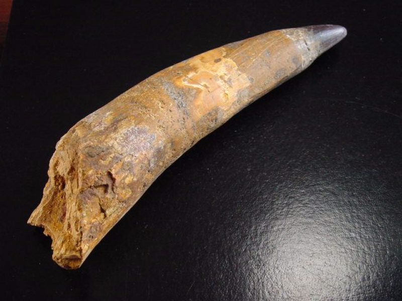 Spinosaurus Zahn - 16,2 cm - Spinosaurier Dinosaurier