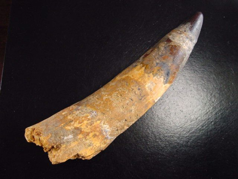 Spinosaurus Zahn - 16,2 cm - Spinosaurier Dinosaurier