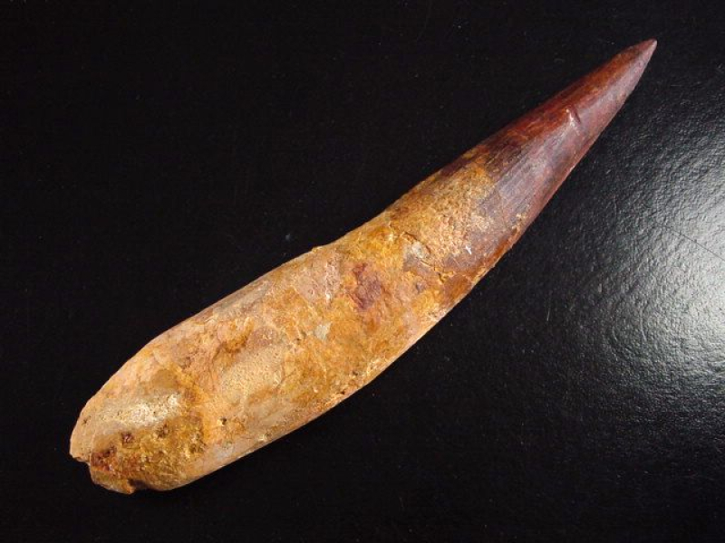 Spinosaurus Zahn - 15,2 cm - Spinosaurier Dinosaurier