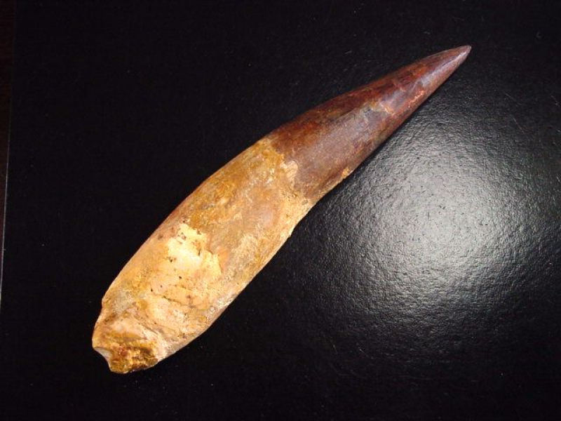 Spinosaurus Zahn - 15,2 cm - Spinosaurier Dinosaurier