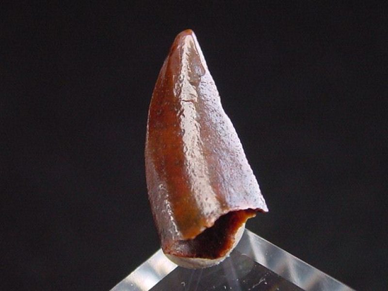 Deltadromeus Zahn - 1,4 cm - Raptor Dinosaurier