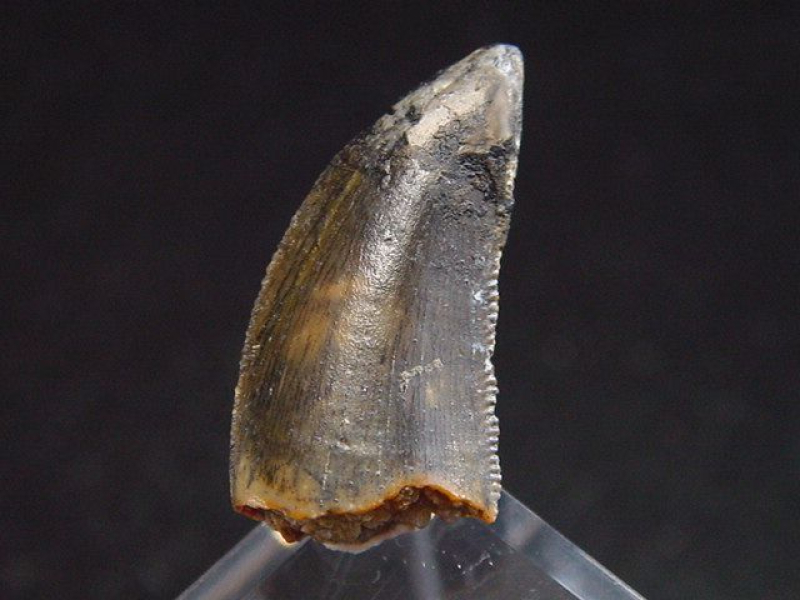 Deltadromeus Zahn - 1,9 cm - Raptor Dinosaurier