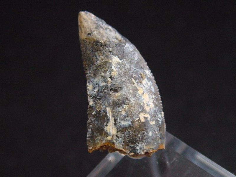 Deltadromeus Zahn - 1,9 cm - Raptor Dinosaurier