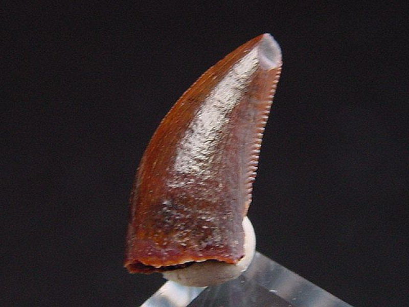 Deltadromeus tooth - 1,4 cm - Raptor Dinosaur