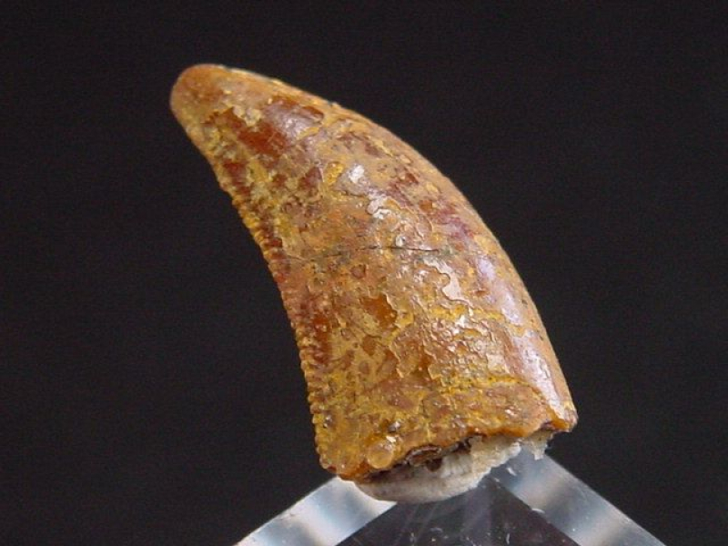 Deltadromeus Zahn - 1,5 cm - Raptor Dinosaurier