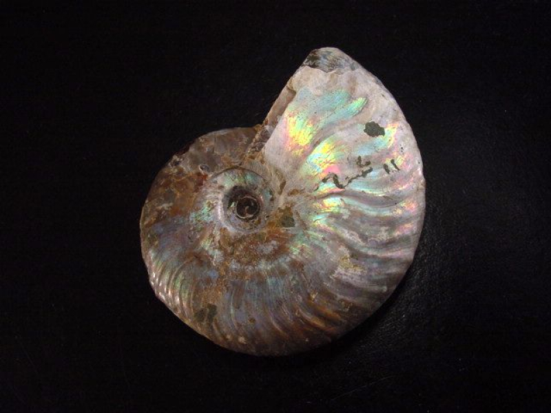 Ammonit 68 mm Länge bunt opalisierend 110 Mio. Jahre