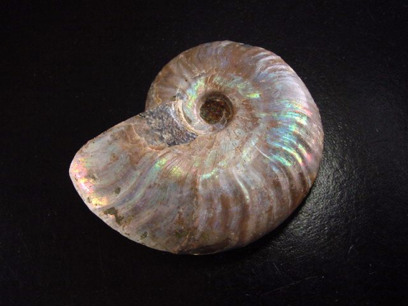 Ammonit 68 mm Länge bunt opalisierend 110 Mio. Jahre