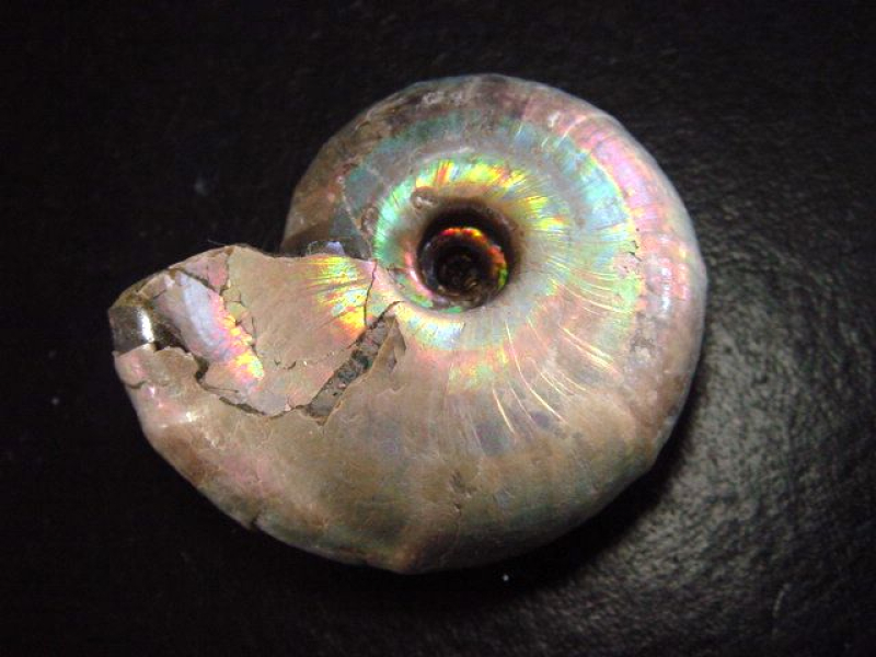 Ammonite 48 mm length 110 mio. years fine metallic color