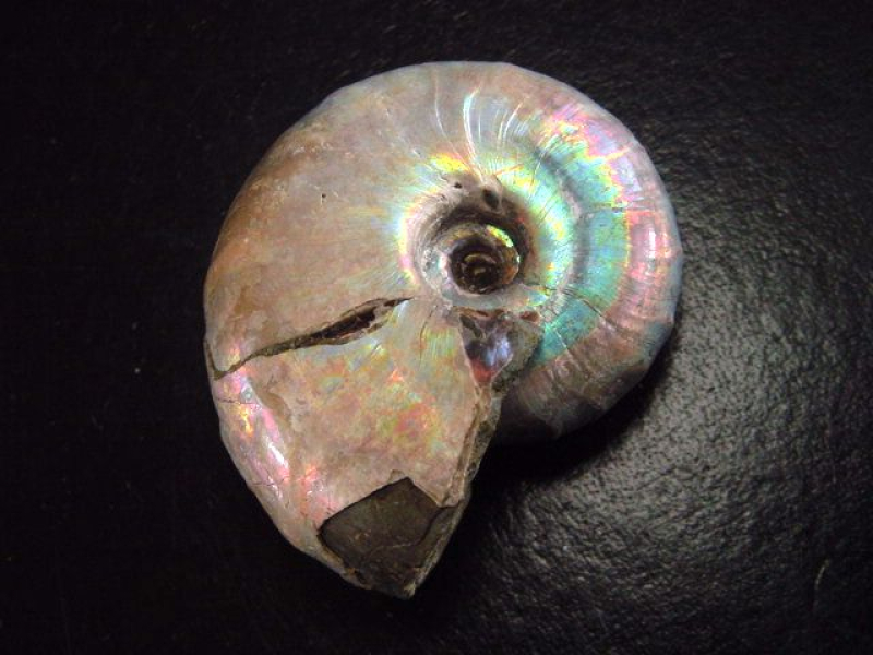 Ammonite 48 mm length 110 mio. years fine metallic color