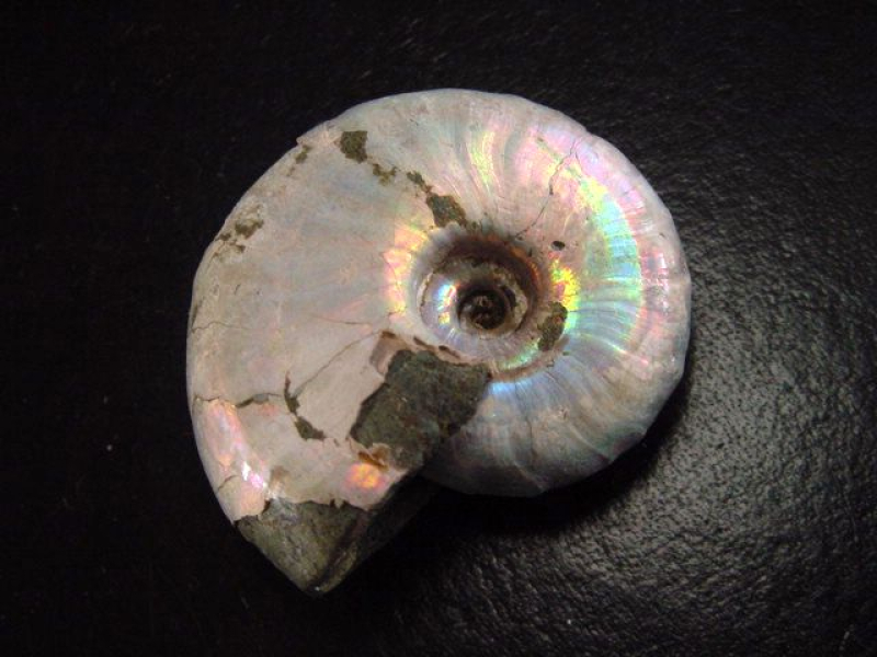 Ammonit 44 mm Länge bunt opalisierend 110 Mio. Jahre