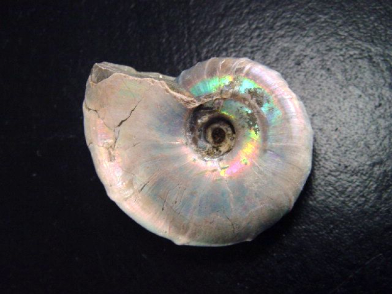 Ammonit 42 mm Länge bunt opalisierend 110 Mio. Jahre