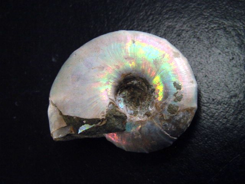 Ammonit 42 mm Länge bunt opalisierend 110 Mio. Jahre