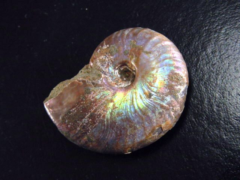Ammonit 44 mm Länge bunt opalisierend 110 Mio. Jahre