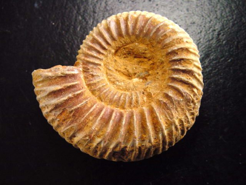 Ammonite 43 mm length 150 mio. years - France