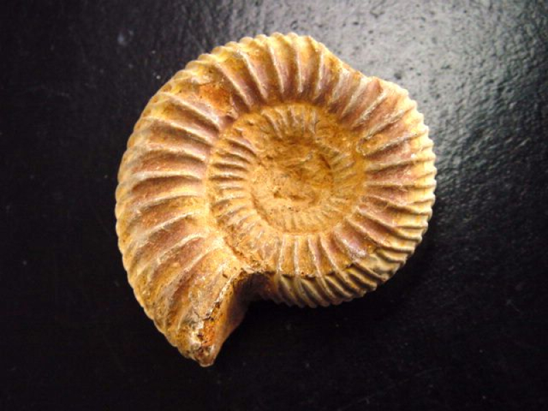 Ammonite 43 mm length 150 mio. years - France