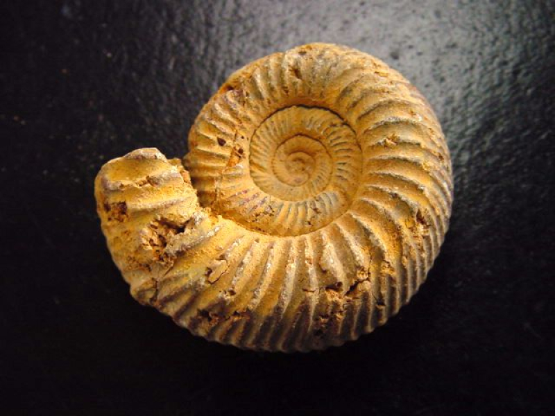 Ammonit 36 mm Länge 150 Mio. Jahre - Frankreich