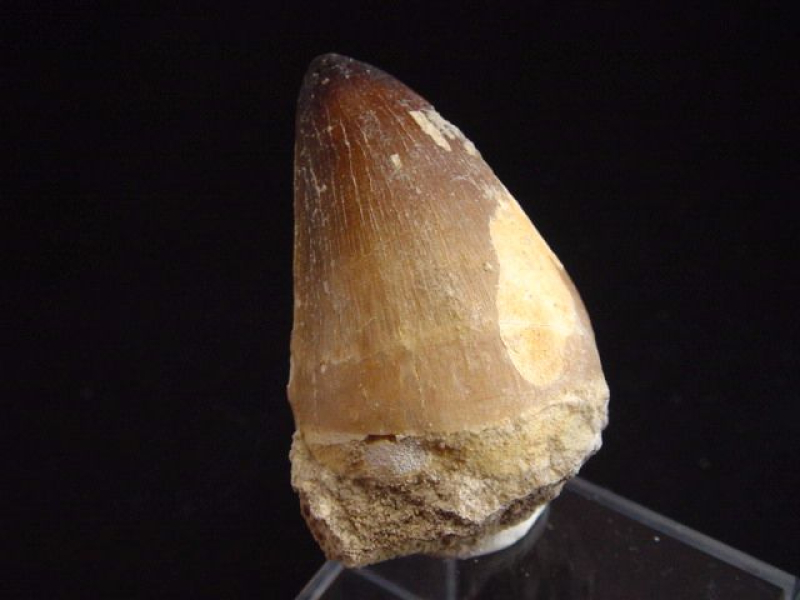 Mosasaurus Zahn - 4,6 cm - Mosasaurier Dinosaurier