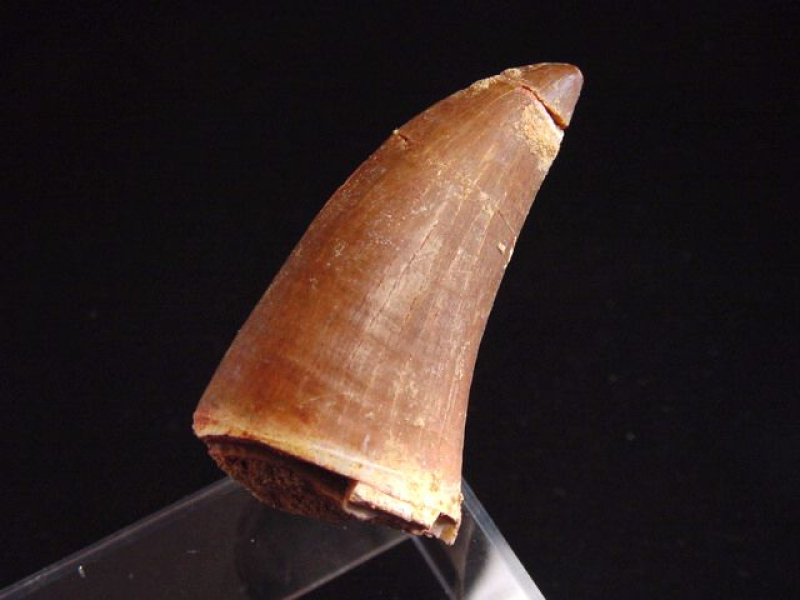 Mosasaurus Zahn - 5,5 cm - Mosasaurier Dinosaurier