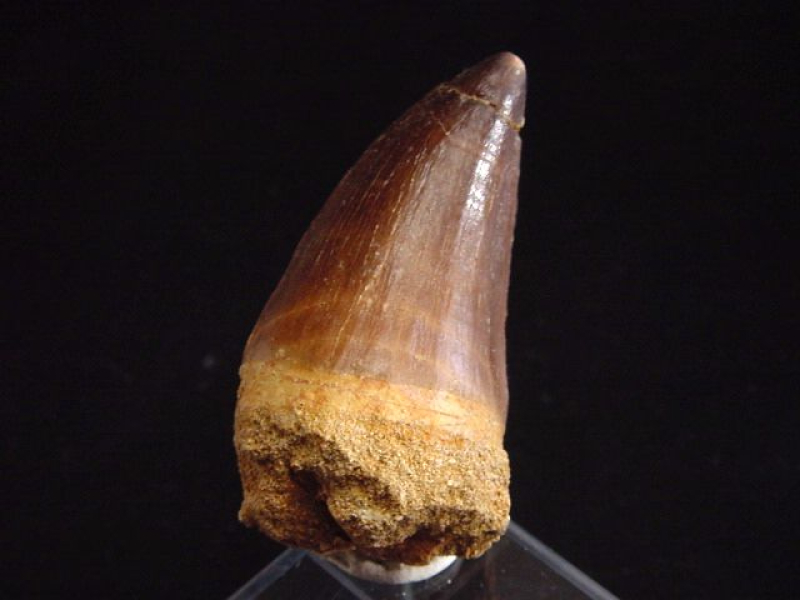 Mosasaurus Zahn - 5,2 cm - Mosasaurier Dinosaurier