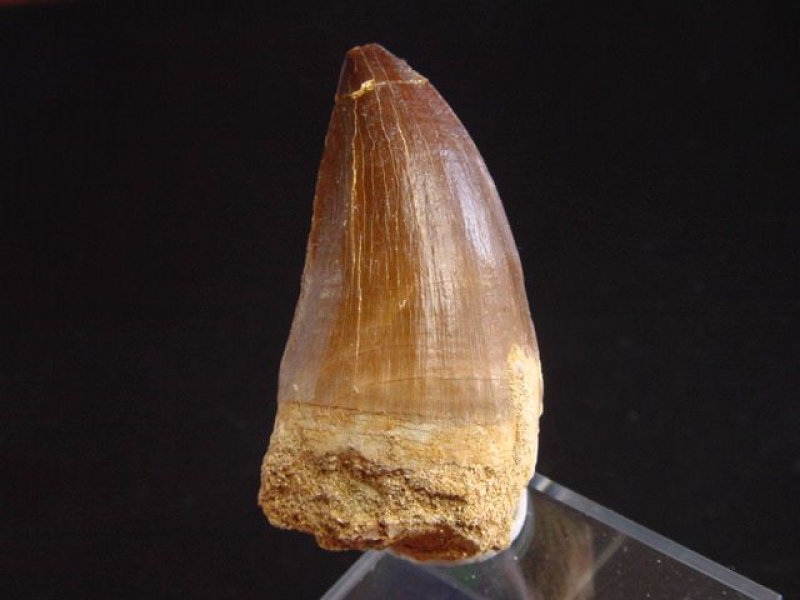 Mosasaurus Zahn - 5,2 cm - Mosasaurier Dinosaurier