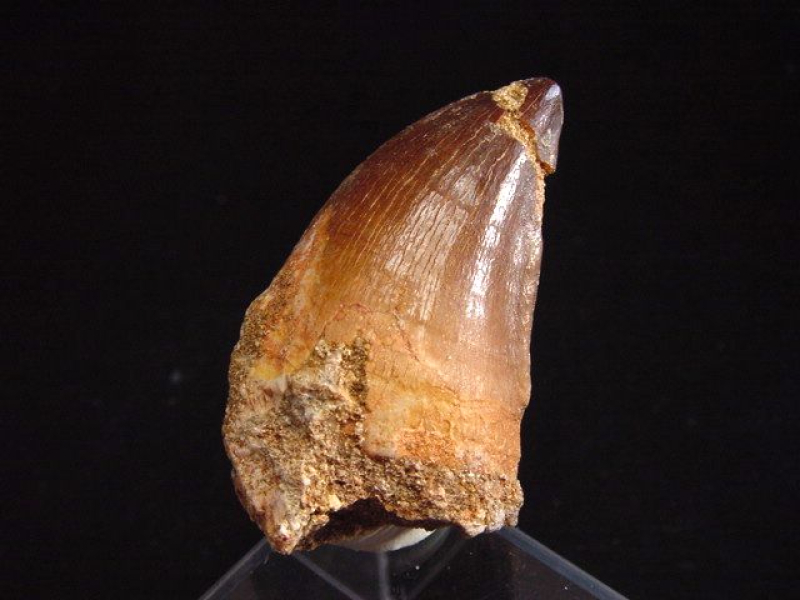 Mosasaurus Zahn - 5,1 cm - Mosasaurier Dinosaurier