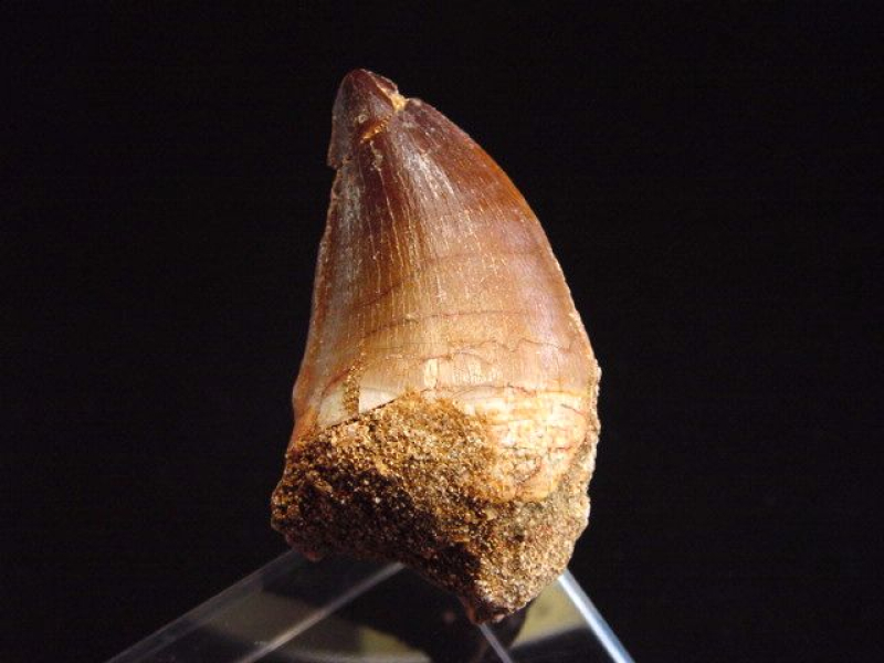 Mosasaurus Zahn - 5,1 cm - Mosasaurier Dinosaurier