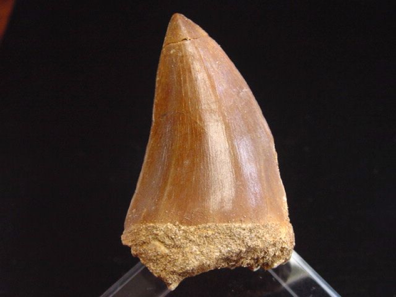 Mosasaurus Zahn - 5,8 cm - Mosasaurier Dinosaurier