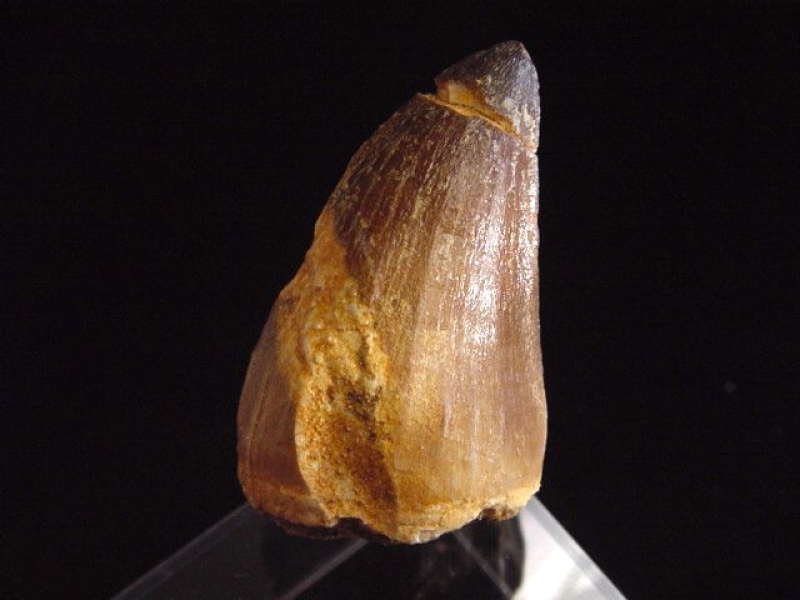 Mosasaurus Zahn - 5,0 cm - Mosasaurier Dinosaurier