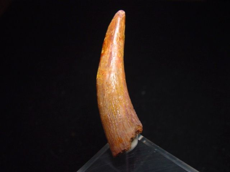 Pterosaurier Zahn - 4,4 cm - Siroccopteryx Pteranodon