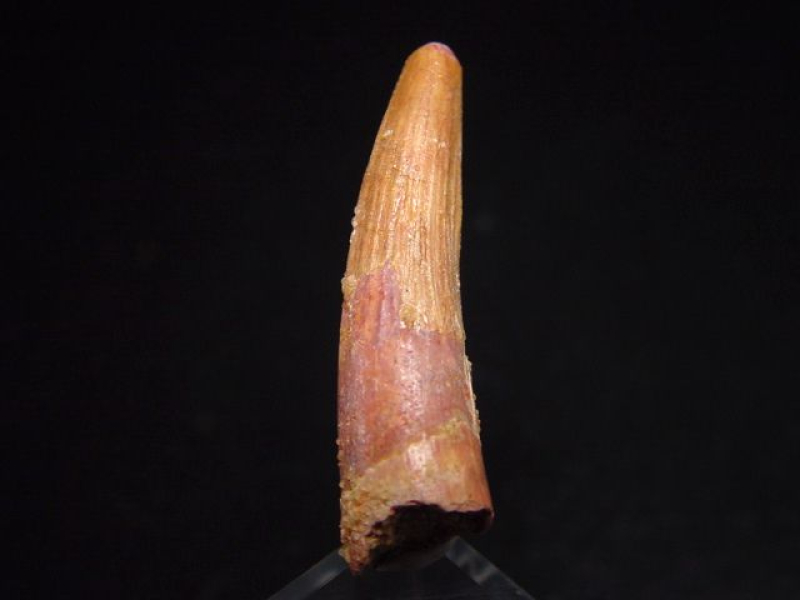 Pterosaur tooth - 3,7 cm - Siroccopteryx Pteranodon