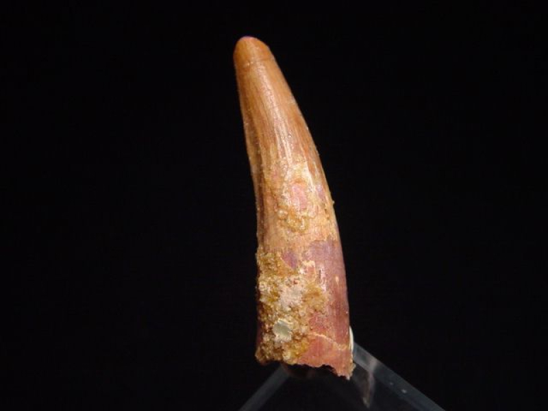 Pterosaur tooth - 3,7 cm - Siroccopteryx Pteranodon