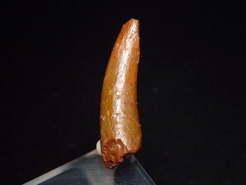 Pterosaurier Zahn - 3,6 cm - Siroccopteryx Pteranodon