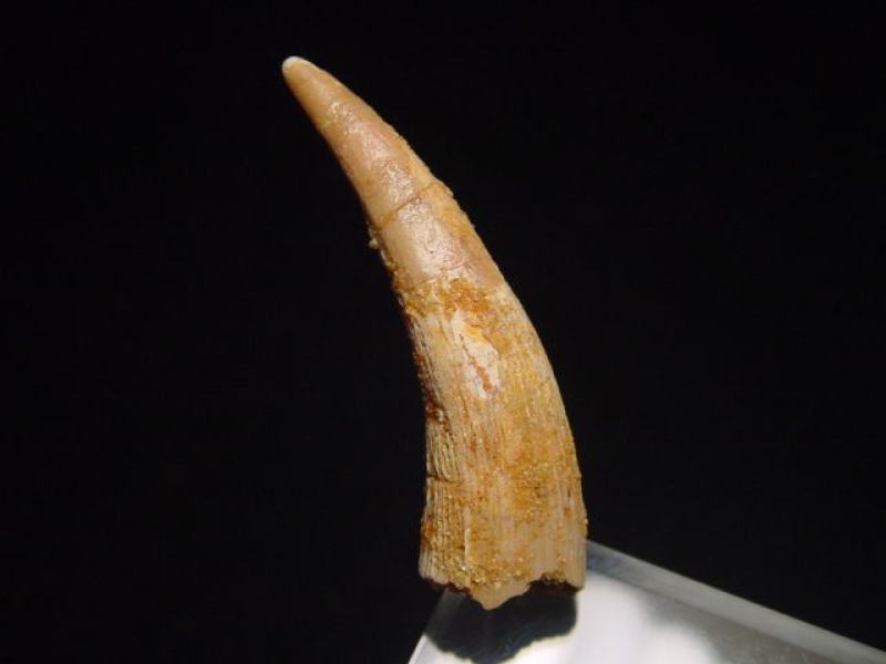 Pterosaurier Zahn - 4,0 cm - Siroccopteryx Pteranodon