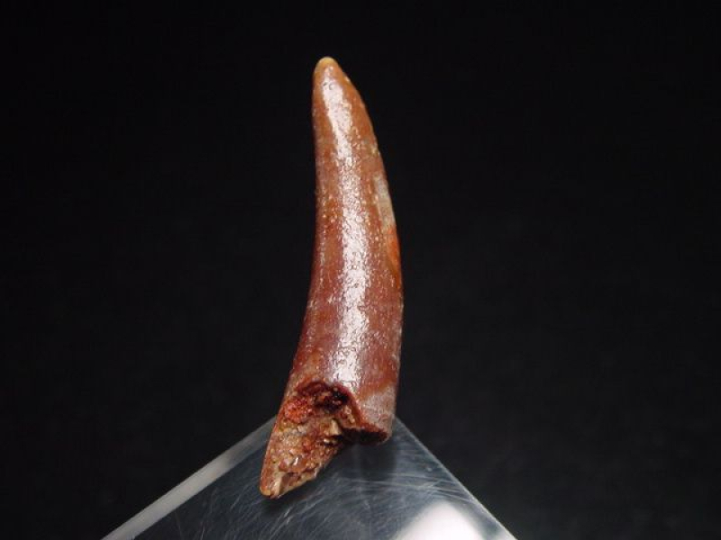 Pterosaurier Zahn - 3,7 cm - Siroccopteryx Pteranodon