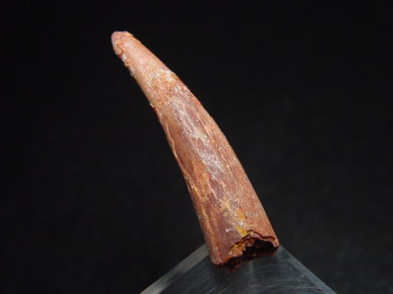 Pterosaurier Zahn - 3,5 cm - Siroccopteryx Pteranodon