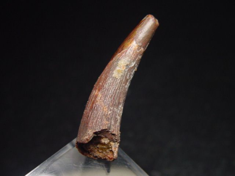 Pterosaur tooth - 3,4 cm - Siroccopteryx Pteranodon