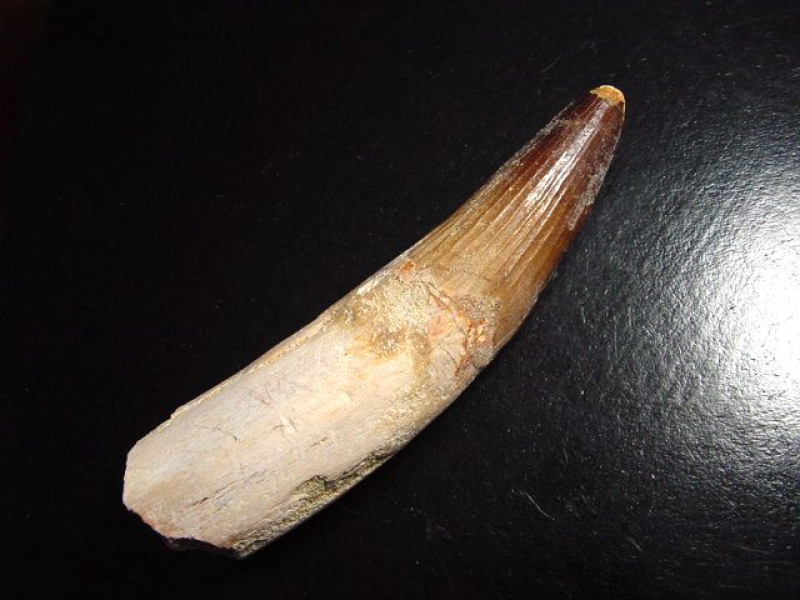 Spinosaurus Zahn - 10,8 cm - Spinosaurier Dinosaurier