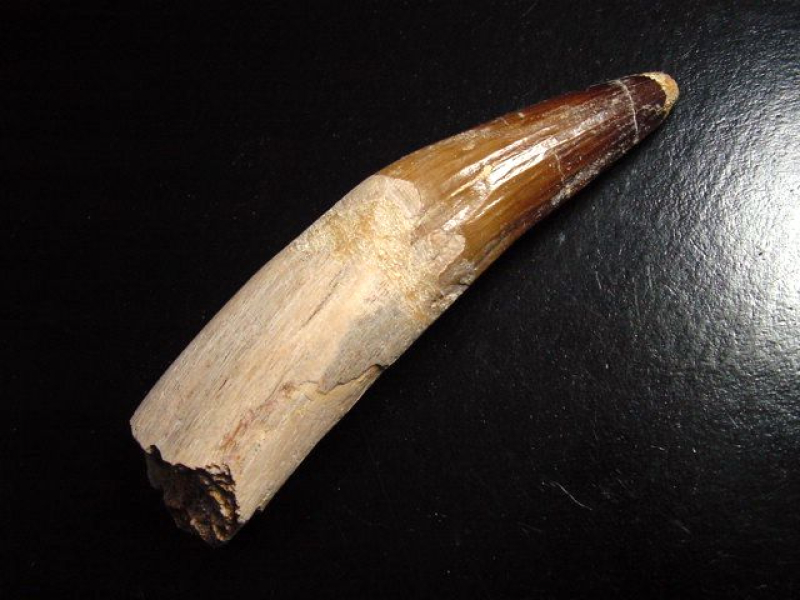 Spinosaurus Zahn - 10,8 cm - Spinosaurier Dinosaurier