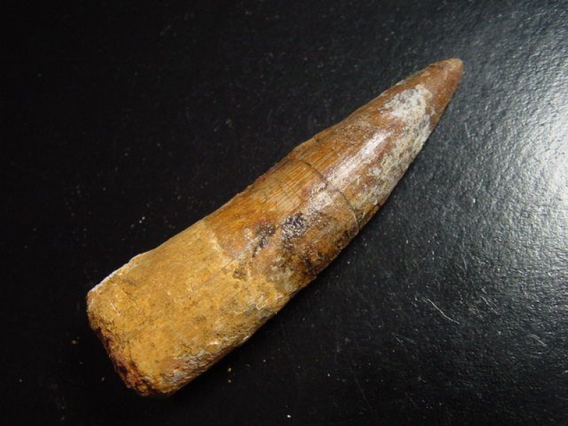 Spinosaurus Zahn - 8,3 cm - Spinosaurier Dinosaurier