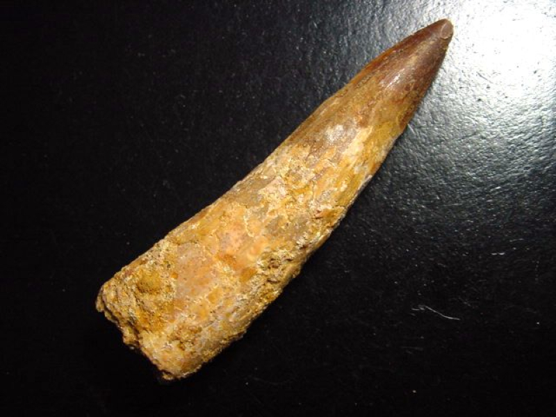 Spinosaurus Zahn - 8,0 cm - Spinosaurier Dinosaurier