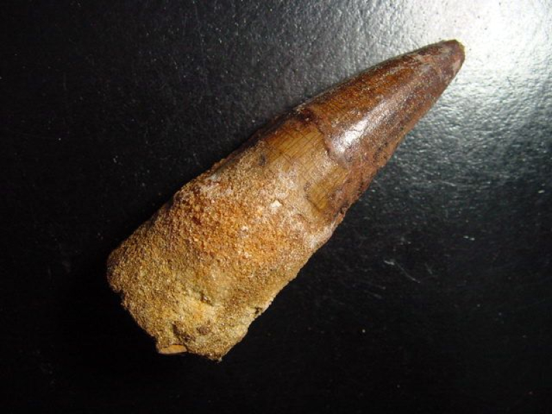 Spinosaurus Zahn - 8,0 cm - Spinosaurier Dinosaurier