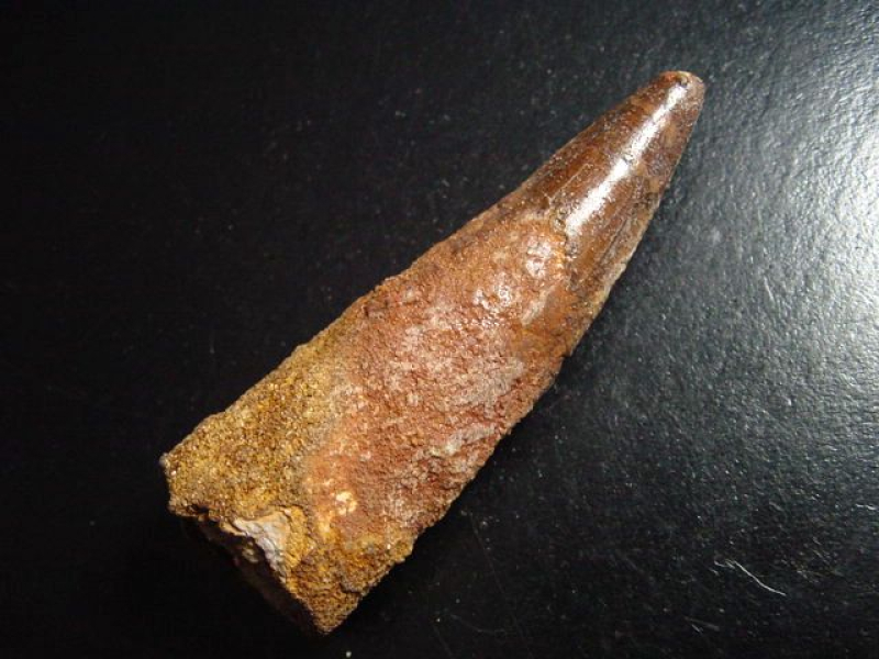 Spinosaurus Zahn - 8,0 cm - Spinosaurier Dinosaurier